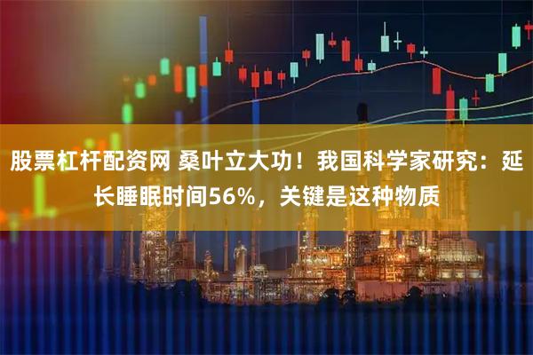 股票杠杆配资网 桑叶立大功！我国科学家研究：延长睡眠时间56%，关键是这种物质